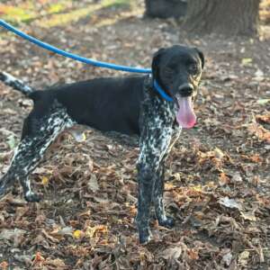mowgli incrocio pointer bracco adozione cane Latina