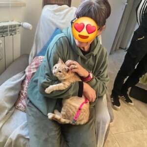 micina gattina adottata Latina