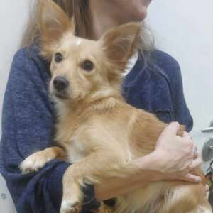 mia-adozione-cane-latina-mix-chihuahua