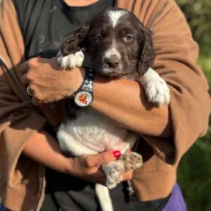 Rio cucciolo setter inglese