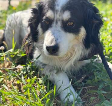 Balto dolce cagnolino 7 anni taglia medio piccola cerca casa. Per informazioni sulla sua adozione, contatta i volontari dell' Associazione Oltre i Confini di Specie ODV al 3518504528
