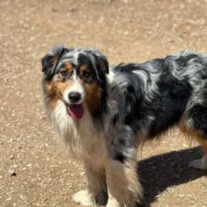Draco australian shepherd blu merle maschio 4 anni cerca casa. Per informazioni sulla sua adozione, contatta i volontari dell' Associazione Oltre i Confini di Specie ODV al 3518504528