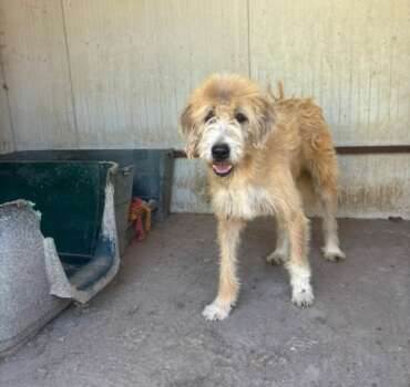 Lollo 9 anni cerca casa, ha passato tanti anni in canile. Per informazioni sulla sua adozione, contatta i volontari dell' Associazione Oltre i Confini di Specie ODV al 3518504528