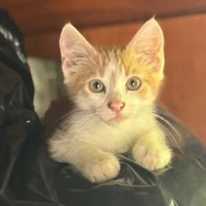 Giacomino dolce gattino 2 mesi cerca casa. Per informazioni sulla sua adozione, contatta i volontari dell' Associazione Oltre i Confini di Specie ODV al 3518504528