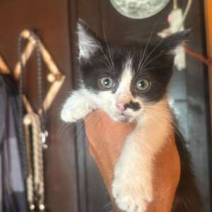 Michelino gattino bianco e nero 2 mesi cerca adozione. Per informazioni sulla sua adozione, contatta i volontari dell' Associazione Oltre i Confini di Specie ODV al 3518504528