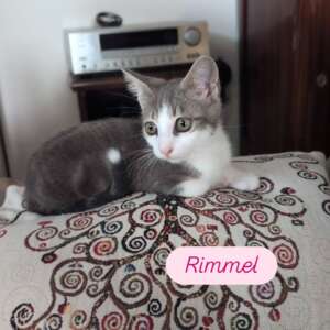 Rimmel