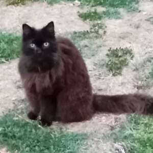 SOFIA dolce gattina 12 anni a pelo lungo cerca casa. Per informazioni sulla sua adozione, contatta i volontari dell' Associazione Oltre i Confini di Specie ODV al 3347740414