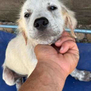 Elvis cucciolo 3 mesi incrocio golden retriever cerca casa. Per informazioni sulla sua adozione, contatta i volontari dell' Associazione Oltre i Confini di Specie ODV al 3518504528