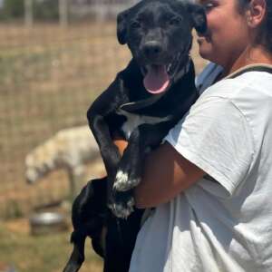 Isotta dolce cucciola 7 mesi taglia media cerca casa. Per informazioni sulla sua adozione, contatta i volontari dell' Associazione Oltre i Confini di Specie ODV al 3518504528