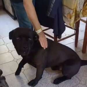 Pago cane corso 5 anni cerca casa. Per informazioni sulla sua adozione, contatta i volontari dell' Associazione Oltre i Confini di Specie ODV al 3347740414