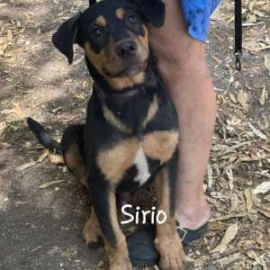 Sirio cucciolo 4 mesi incrocio rottweiler cane corso cerca casa. Per informazioni sulla sua adozione, contatta i volontari dell' Associazione Oltre i Confini di Specie ODV al 3518504528