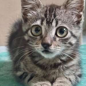 Titina micina gattina 45 giorni cerca casa. Per informazioni sulla sua adozione, contatta i volontari dell' Associazione Oltre i Confini di Specie ODV al 3518504528