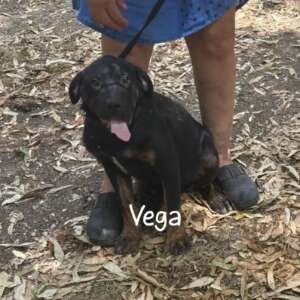 Vega cucciola 4 mesi incrocio rottweiler cane corso cerca casa. Per informazioni sulla sua adozione, contatta i volontari dell' Associazione Oltre i Confini di Specie ODV al 3518504528