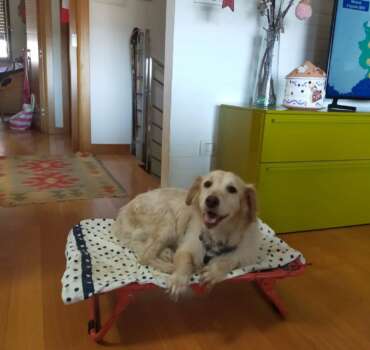 Luna adottata Luna cane anziano adottato nella sua nuova casa