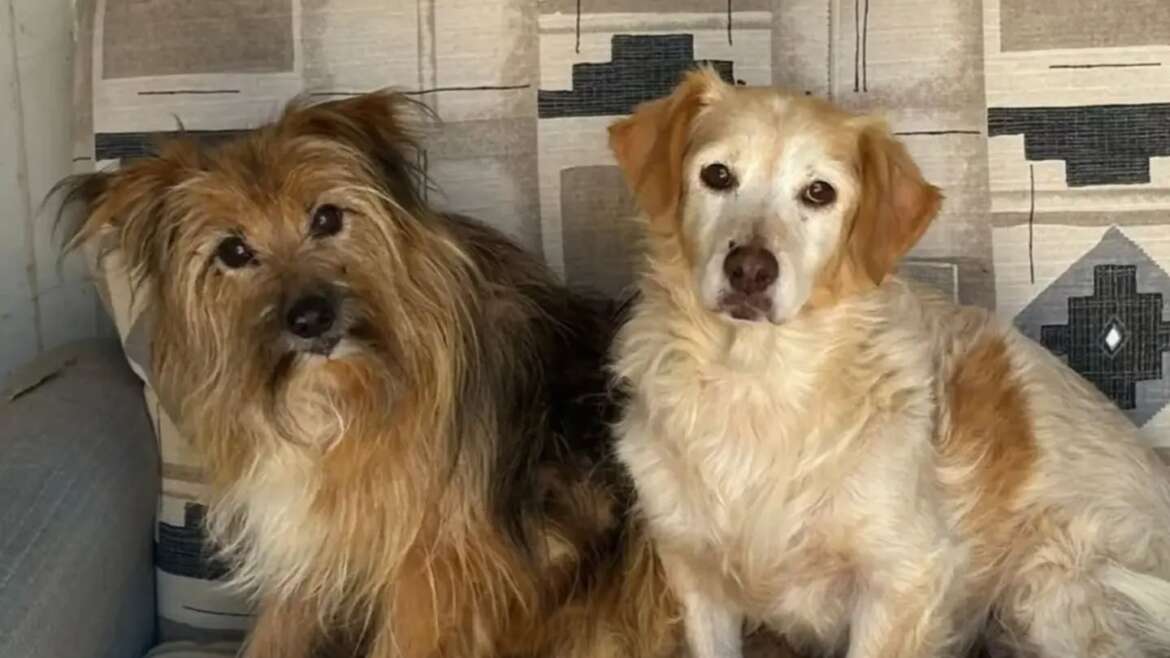 Il miracolo di Luna e Toby: Adozione di Cani Anziani