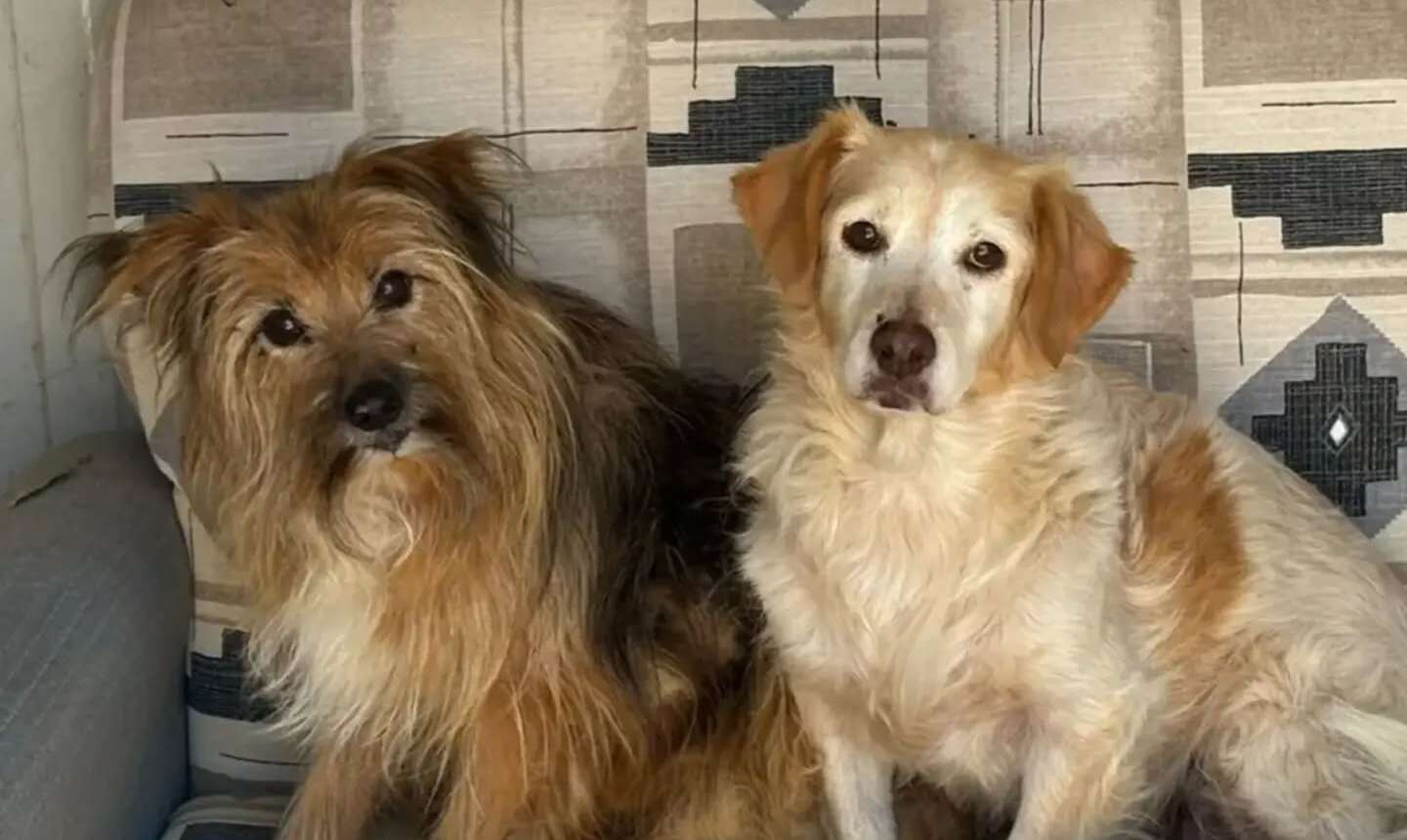 Il miracolo di Luna e Toby: Adozione di Cani Anziani