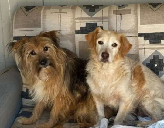 Il miracolo di Luna e Toby: Adozione di Cani Anziani