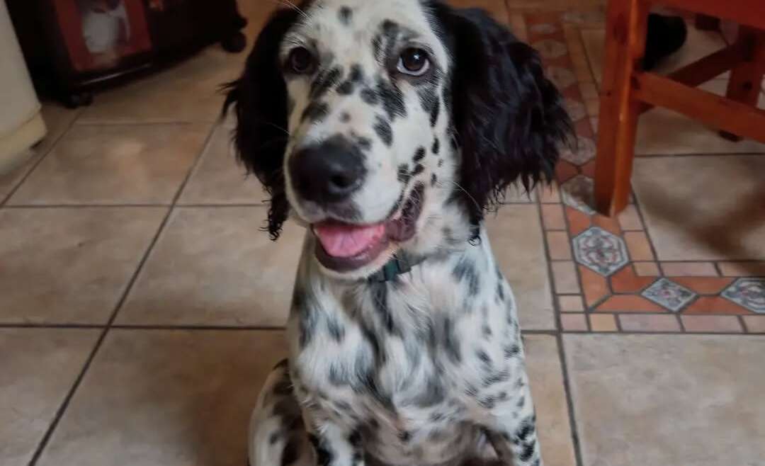 La storia di Snoopy – il cucciolo di Setter Inglese che ha trovato l’amore