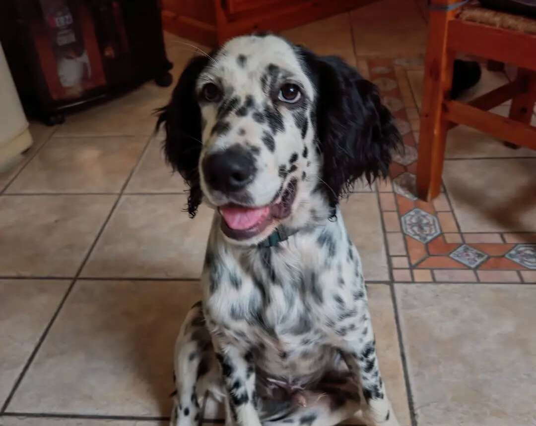 La storia di Snoopy – il cucciolo di Setter Inglese che ha trovato l’amore