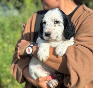 snoopy prima dell'adozione