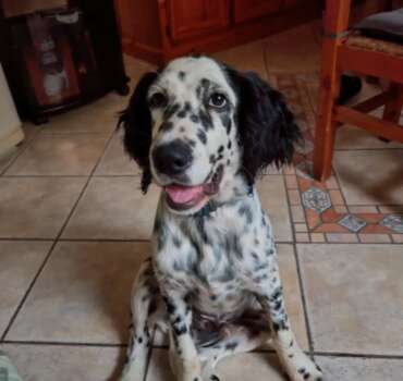 Snoopy cucciolo felice dopo adozione