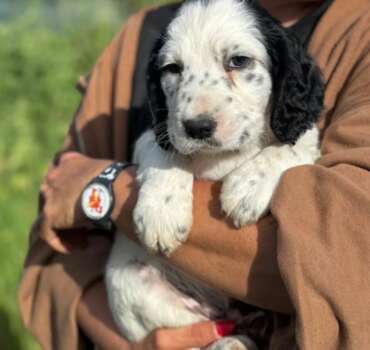 Snoopy cucciolo prima dell'adozione