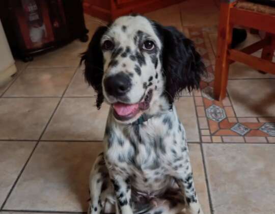 La storia di Snoopy – il cucciolo di Setter Inglese che ha trovato l’amore