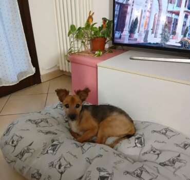 Toby adottato toby cane anziano adottato nella sua nuova casa