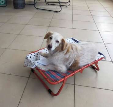 luna adottata Luna cane anziano adottato nella sua nuova casa
