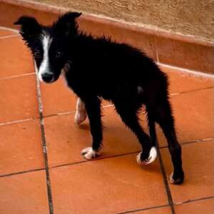 MINO cucciolo maschio mix border collie cerca casa. Per informazioni sulla sua adozione, contatta i volontari dell' Associazione Oltre i Confini di Specie ODV al 3518504528