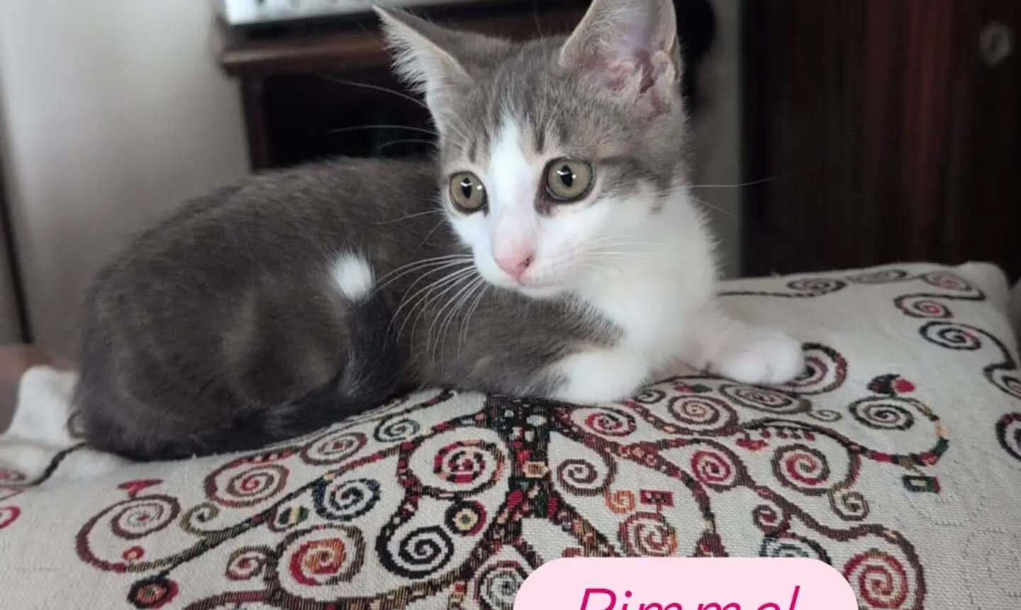 Rimmel – storia di un’adozione felice