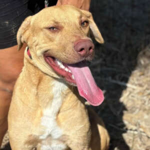 Severino cucciolone 8 mesi taglia media cerca casa. Per informazioni sulla sua adozione, contatta i volontari dell' Associazione Oltre i Confini di Specie ODV al 3518504528Per avere maggiori informazioni sul suo affido, puoi inviare un messaggio whatsapp al nr 3202726085 con una breve presentazione. Ti metterai direttamente in contatto il volontario della nostra associazione che si sta occupando di lei. Saluti e buona giornata.