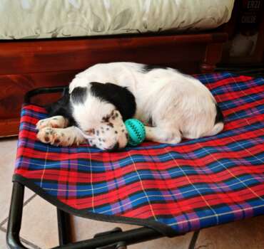 Snoopy cucciolo felice dopo adozione