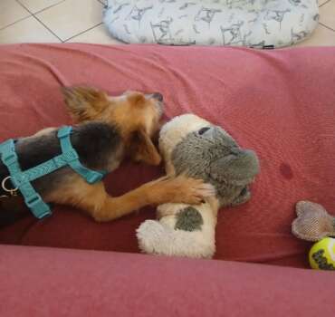 toby adottato toby cane anziano adottato nella sua nuova casa