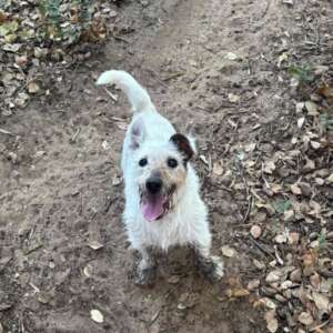 Ciack jack russell a pelo duro cerca casa. Per informazioni sulla sua adozione, contatta i volontari dell' Associazione Oltre i Confini di Specie ODV al 3518504528