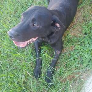 Margot dolce cagnolina taglia media 5 anni cerca casa. Per informazioni sulla sua adozione, contatta i volontari dell' Associazione Oltre i Confini di Specie ODV al 334 7740414