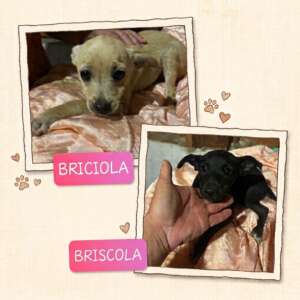 Briciola e Briscola dolci cucciole 4 mesi taglia piccola cercano casa ed adozione a Latina. Per informazioni sulla loro adozione, contatta i volontari dell' Associazione Oltre i Confini di Specie ODV al 3518504528