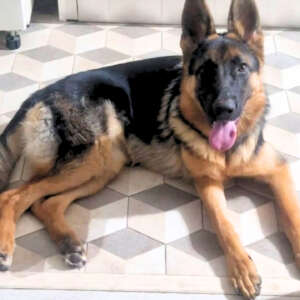 Amira cucciola pastore tedesco femmina 7 mesi cerca casa a Latina. Per informazioni sulla sua adozione, contatta i volontari dell' Associazione Oltre i Confini di Specie ODV con un messaggio whatsapp al 3392176914