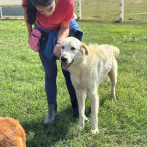 Armandino bellissimo cane mix maremmano golden retriever cerca casa a Latina. Per informazioni sulla sua adozione, contatta i volontari dell' Associazione Oltre i Confini di Specie ODV con un messaggio whatsapp al 3518504528