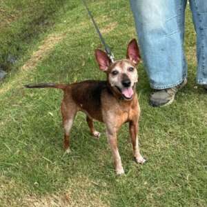 Billo simil pinscher maschio 10 anni cerca casa a Latina. Per informazioni sulla sua adozione, contatta i volontari dell' Associazione Oltre i Confini di Specie ODV con un messaggio whatsapp al 3518504528