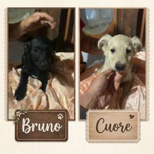 Bruno e Cuore sono due cuccioli di 4 mesi, futura taglia piccola in cerca di casa ed adozione a Latina. Per informazioni sulla loro adozione, contatta i volontari dell' Associazione Oltre i Confini di Specie ODV con messaggio whatsapp al nr 3518504528
