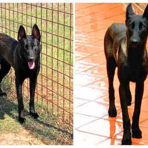 Cash e Hydra cani pastore belga malinois cercano casa. Adozione consapevole. Per informazioni invia un messaggio al nr 3202726085