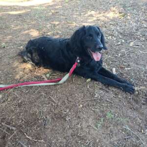 Coco cane maschio mix setter cerca casa a Latina. Per informazioni sulla sua adozione, contatta i volontari dell' Associazione Oltre i Confini di Specie ODV al 3518504528