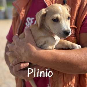 Plinio cucciolo 2 mesi e mezzo in adozione a Latina