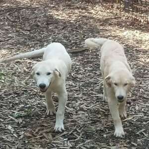Marley e Desy sono due cuccioli di 3 mesi incrocio Labrador Golden Retriever in cerca di casa ed adozione a Latina. Per informazioni sulla loro adozione, contatta i volontari dell' Associazione Oltre i Confini di Specie ODV con messaggio whatsapp al nr 3518504528