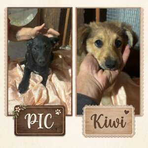 Kiwi e Pic cuccioli 4 mesi taglia piccola cercano casa ed adozione a Latina. Per informazioni sulla loro adozione, contatta i volontari dell' Associazione Oltre i Confini di Specie ODV con messaggio whatsapp al nr 3518504528