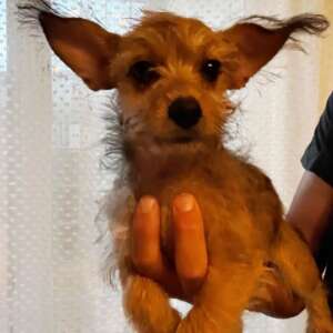 PIMPI dolce cucciola 3 mesi incrocio chihuahua yorkshire cerca casa a Latina. Per informazioni sulla sua adozione, contatta i volontari dell' Associazione Oltre i Confini di Specie ODV al 3518504528