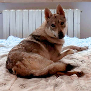Vida cane lupo cecoslovacco femmina 2 anni cerca casa. Per informazioni sulla sua adozione, contatta i volontari dell' Associazione Oltre i Confini di Specie ODV con un messaggio whatsapp al nr 3518504528